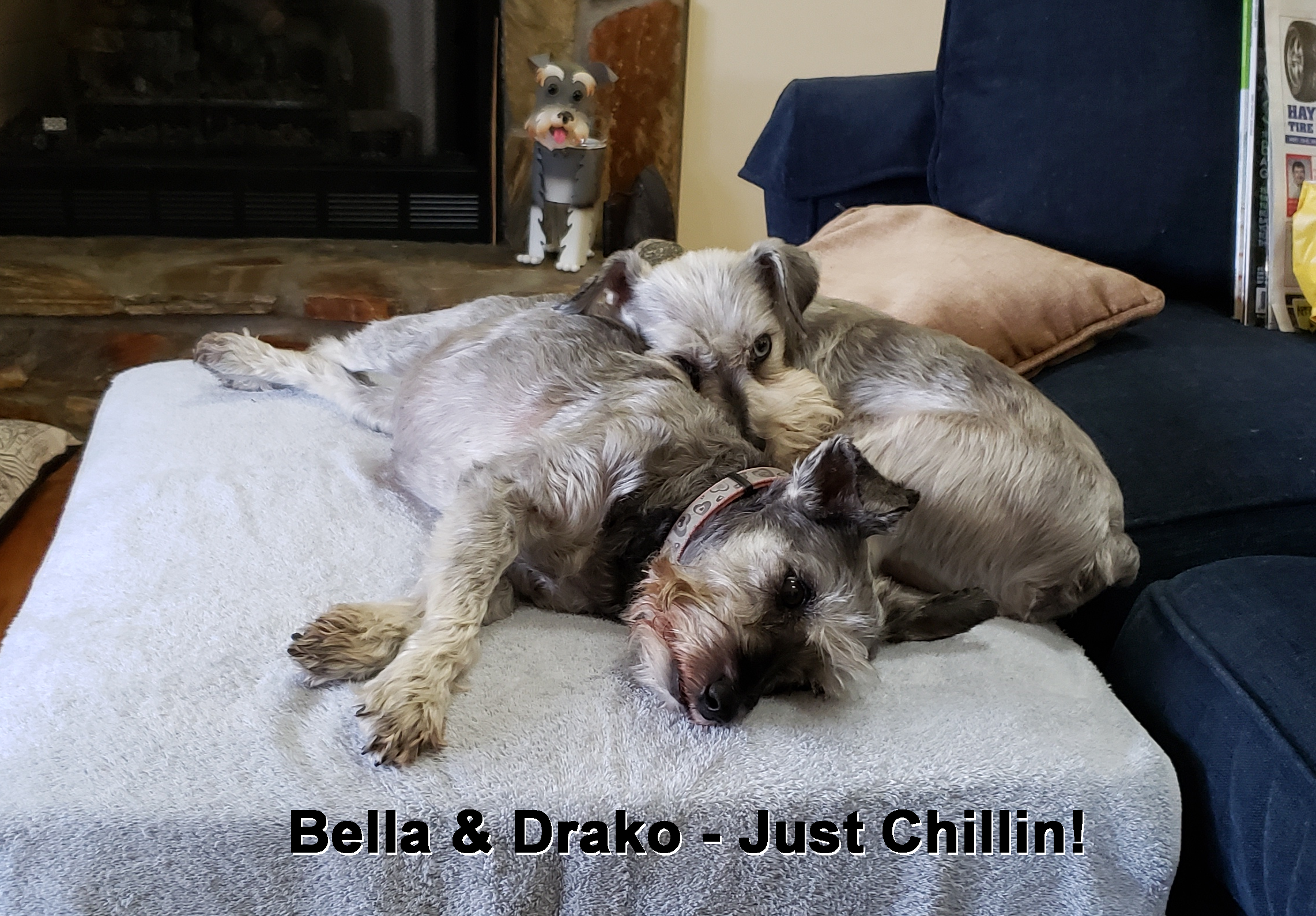 Bella & Drako
